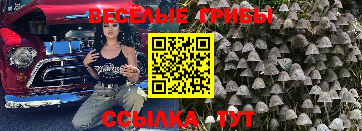 Галлюциногенные грибы Cubensis Грязи